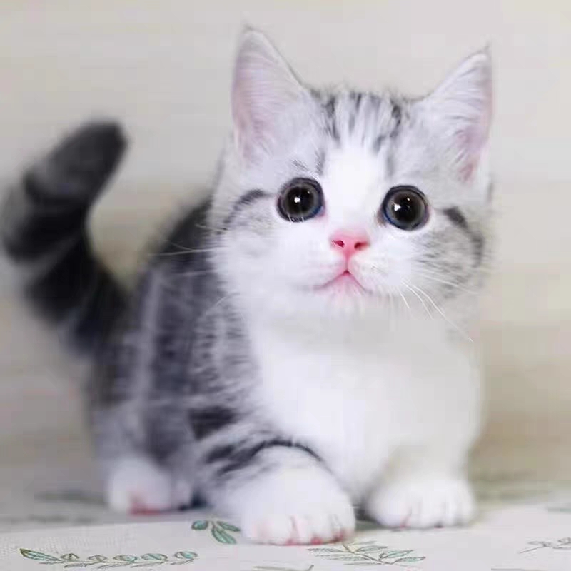 猫舍直销,批发价出售,曼基康矮脚猫